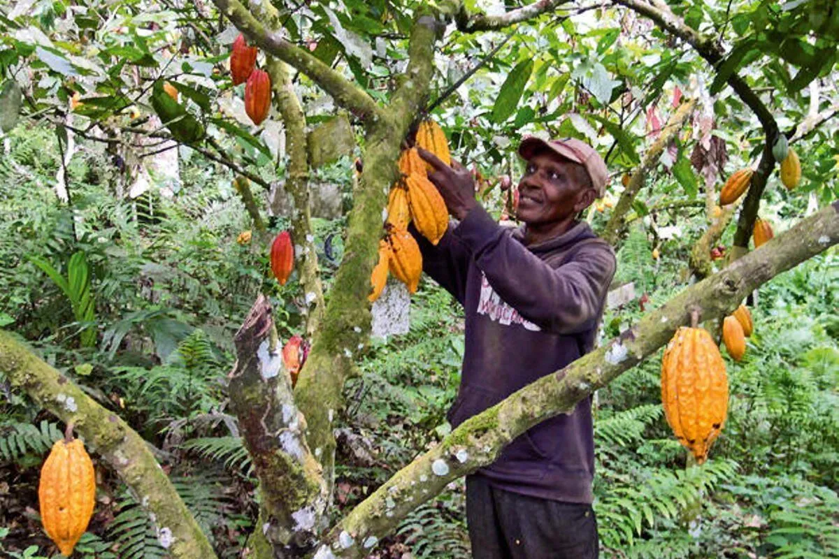 Recolección de cacao en la parcela de la asociación